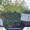 thép xây dựng phi 14 hòa phát